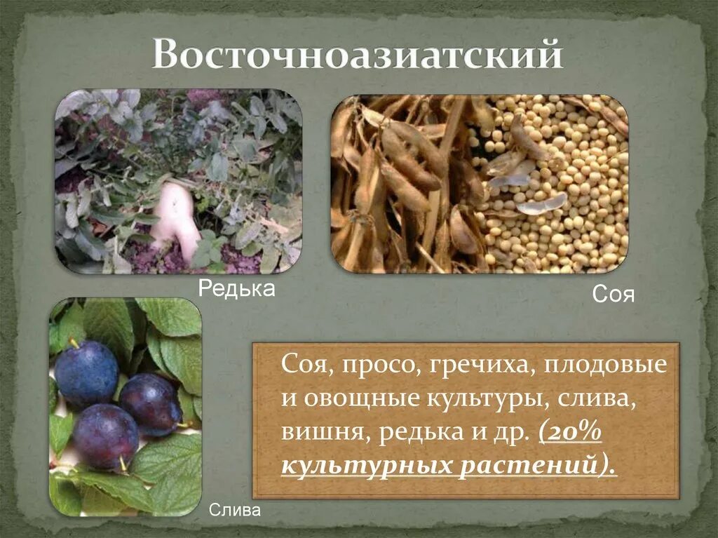 Восточноазиатский центр происхождения культурных