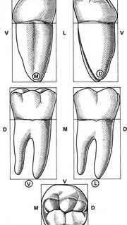 Идеи на тему "Дет,стом идеи постов" (180) в 2025 г стоматология, ортодонтия, сто