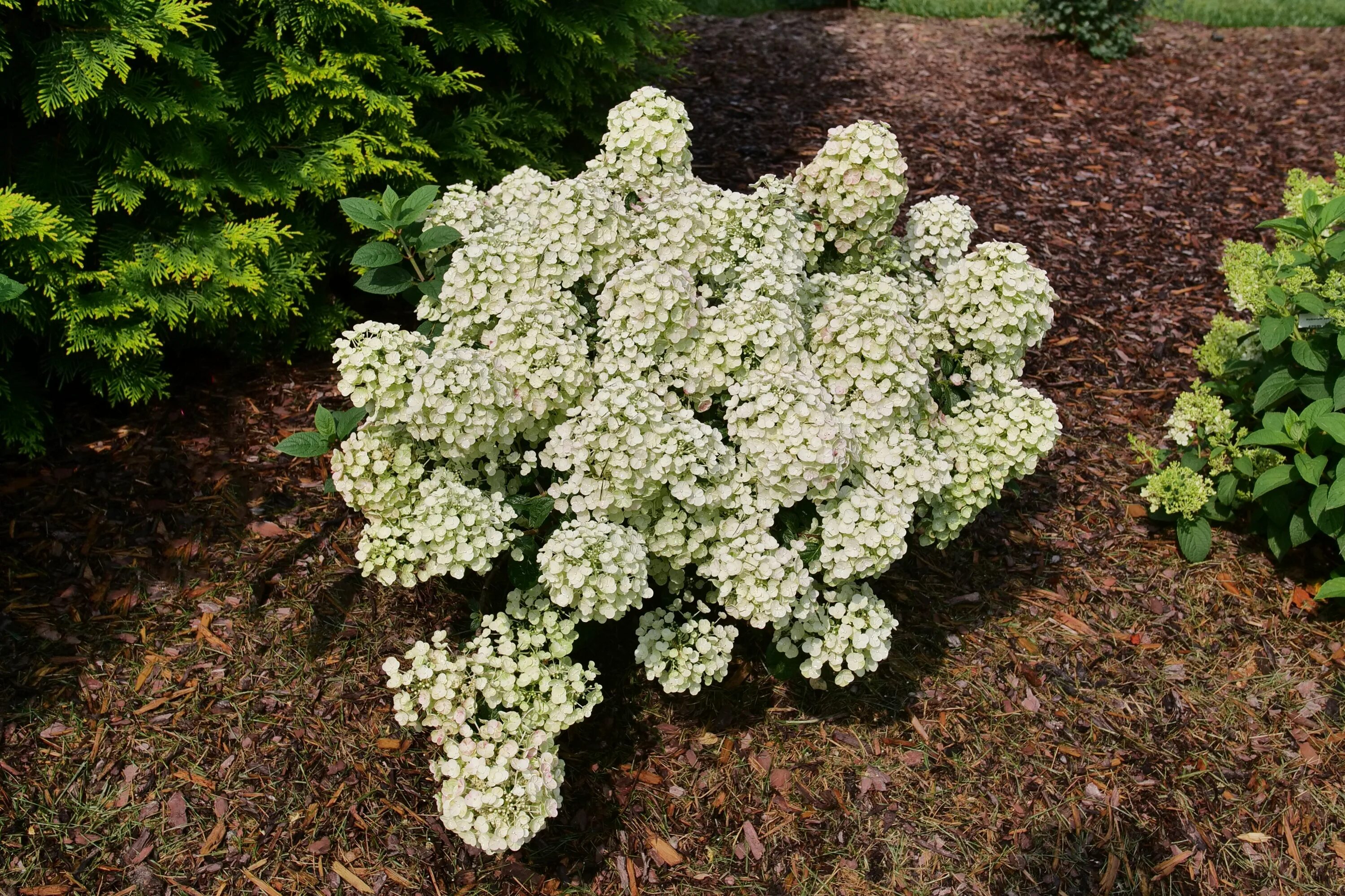 hydrangea little quick fire - Google Search Quick fire hydrangea, Hydrangea, Pla