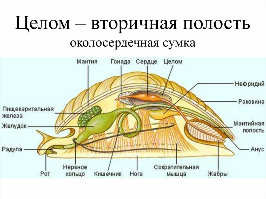 Внутреннее строение брюхоногих моллюсков. Внутреннее строение брюхоногого моллюска. Строение ракушки брюхоногих. Строение брюхоногого моллюска рисунок. Полость тела моллюсков вторичная