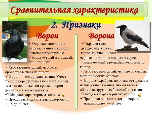 Сравнение 2 птиц. Сравнение ворона и вороны. Характеристика вороны. Морфологическое описание ворона. Ворона характеристика.