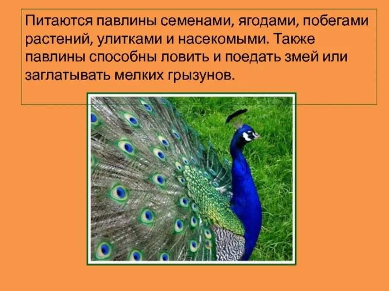 Павлино павлин. Павлин яванский альбинос. Необычная птица павлин. Белый павлин. Павлин характеристика.