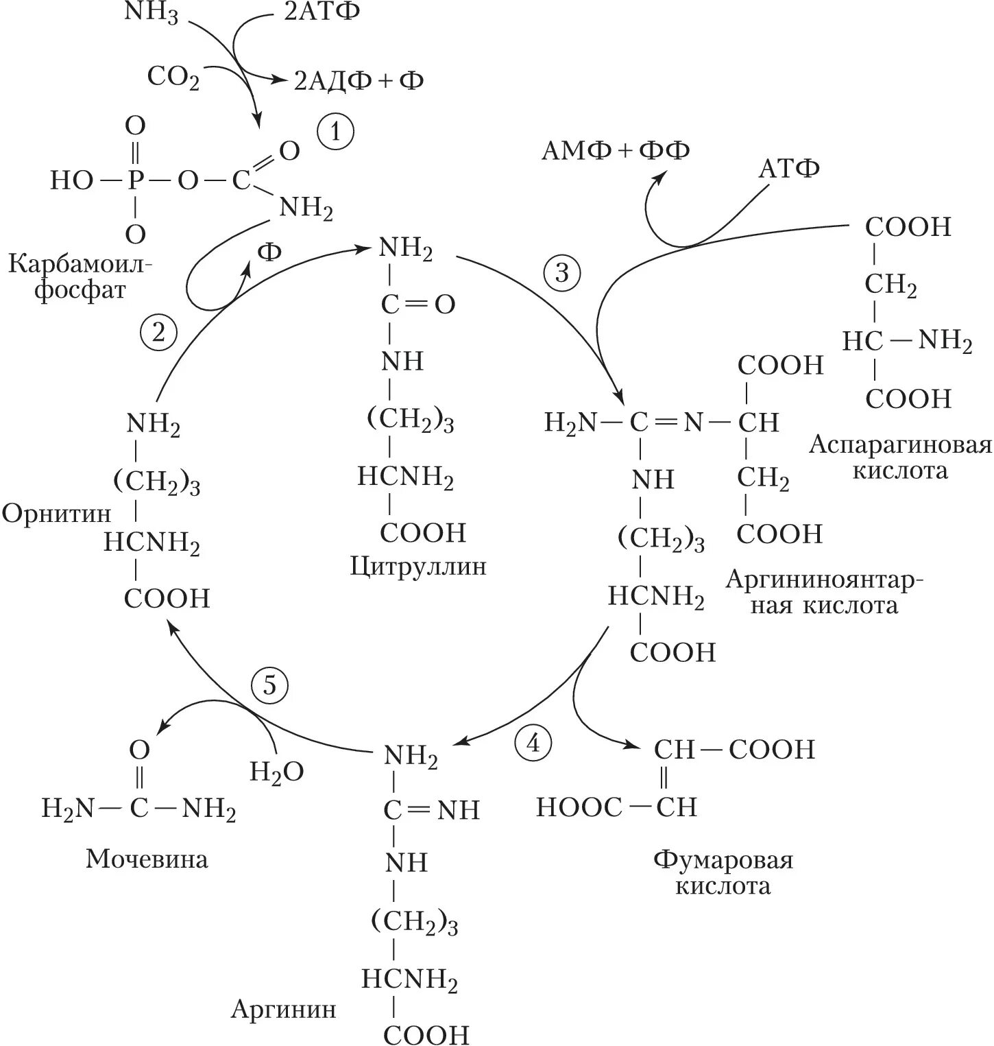 Схема орнитинового цикла Кребса-Гензелейта. Орнитиновый цикл Кребса-Гензелейта – Биосинтез мочевины. Схема орнитинового цикла биохимия. Схема синтеза мочевины орнитиновый цикл. Орнитиновый цикл реакции