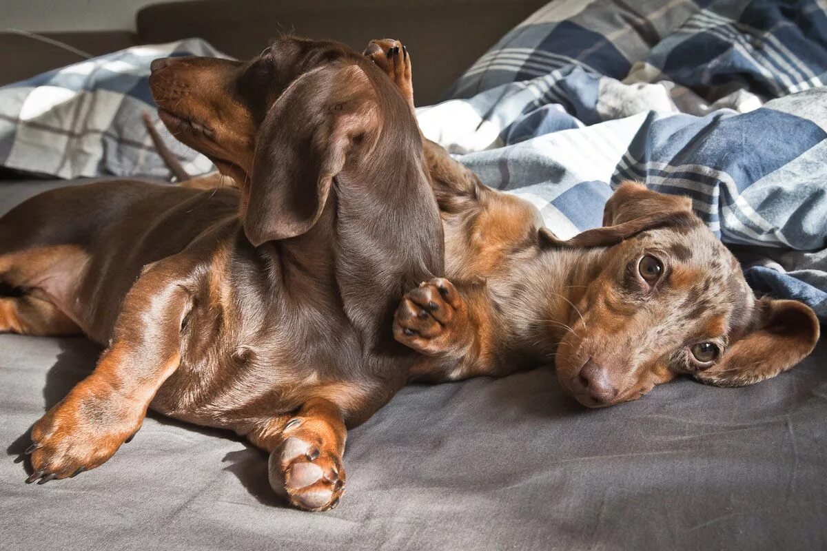 Жизнь таксы. Щенки таксы. Жесткошерстная такса черная. Такса собака. Баварская такса.