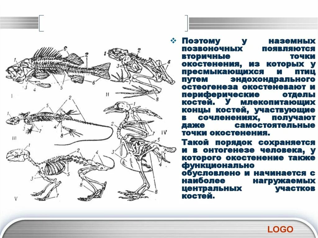 Наземные позвоночные. Позвоночник наземные позвоночных. Классификация наземных позвоночных. Наземные позвоночные животные. В процессе эволюции позвоночник появился у