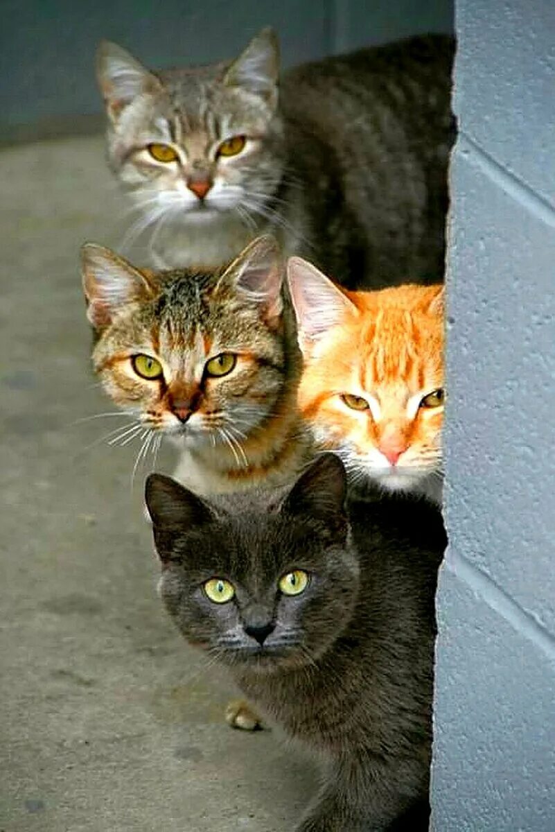 Четверо котов. Коты. Несколько кошек. Четыре кошки. Несколько котов.