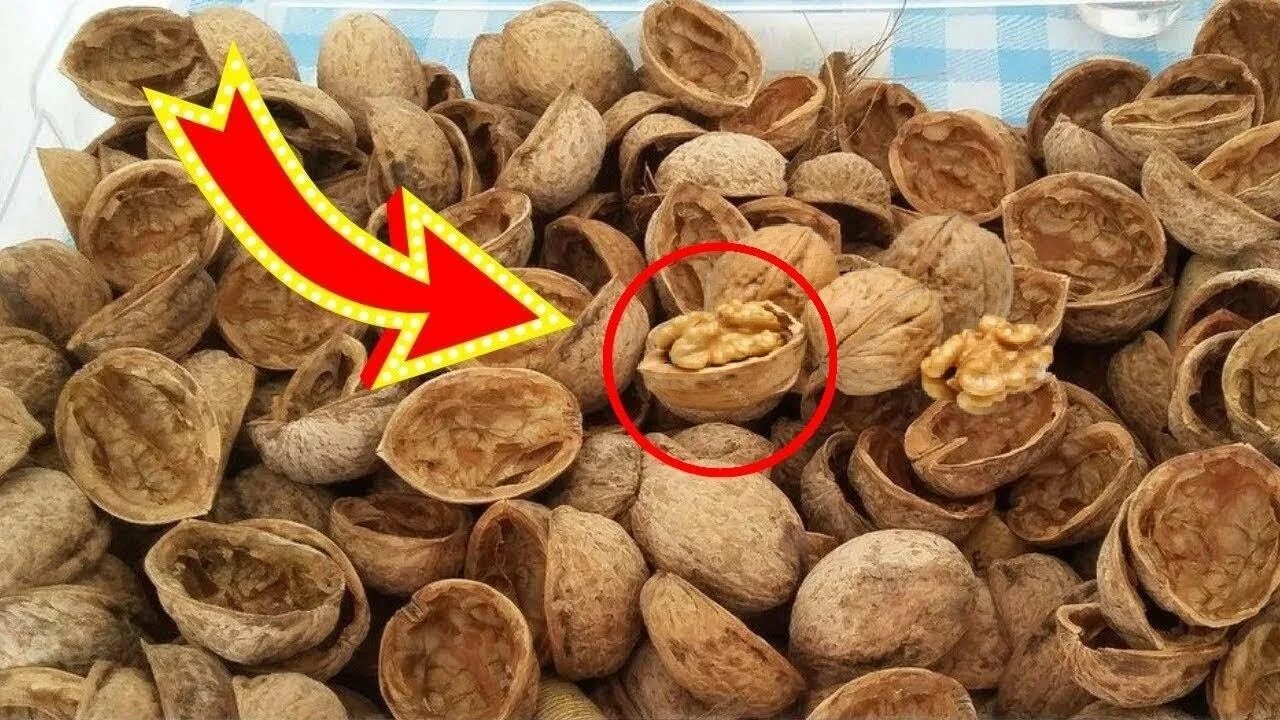 Лечебные свойства грецкой скорлупы
