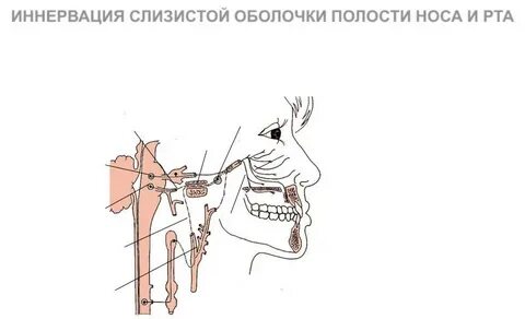 Иннервация полости рта