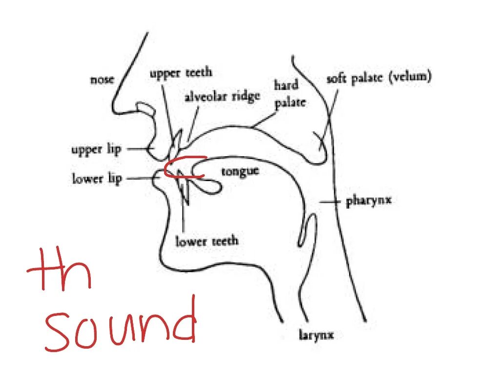 Ridge перевод. Органы речи в английском языке. Alveolar Ridge фонетика. Звук th. Organs of Speech.