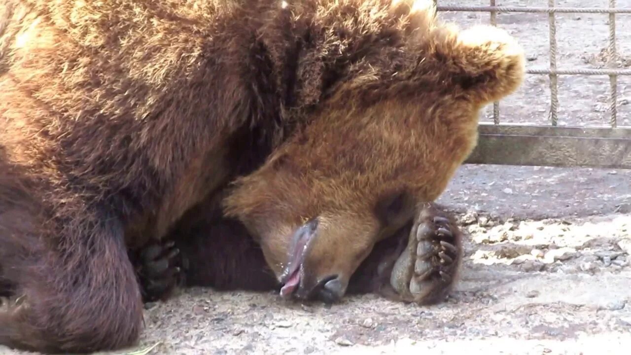 Медведь заболел. Больной медведь. Бедный мишка. Медведь болеет. Медвежонок болеет.