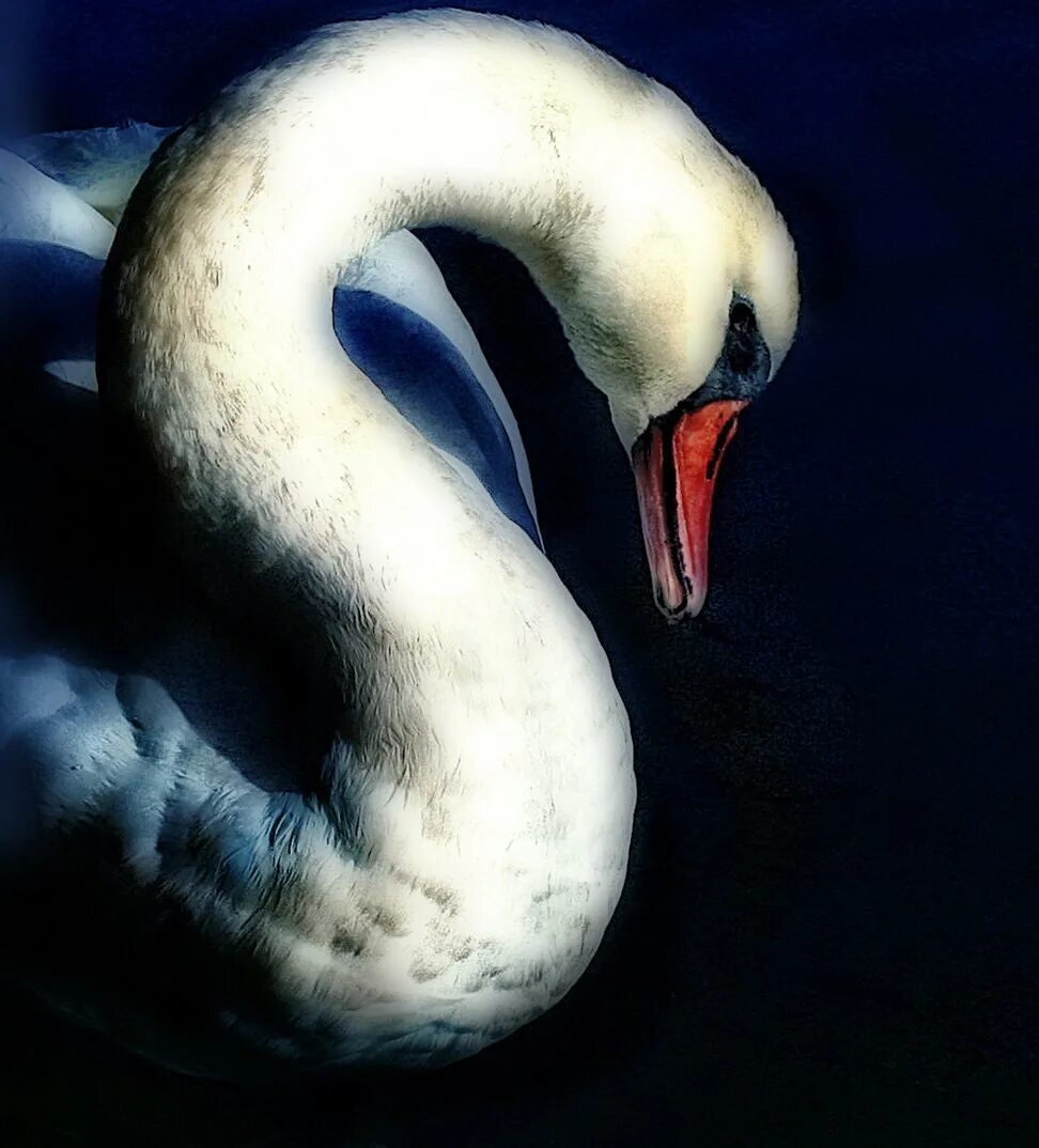 Картина " лебедь". Сказочный лебедь. Лебедь арты. Лебедь на воде. Лебедь арты.