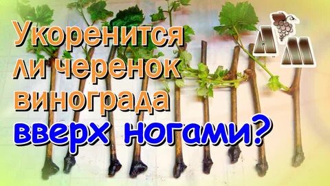 Черенок винограда где верх где низ