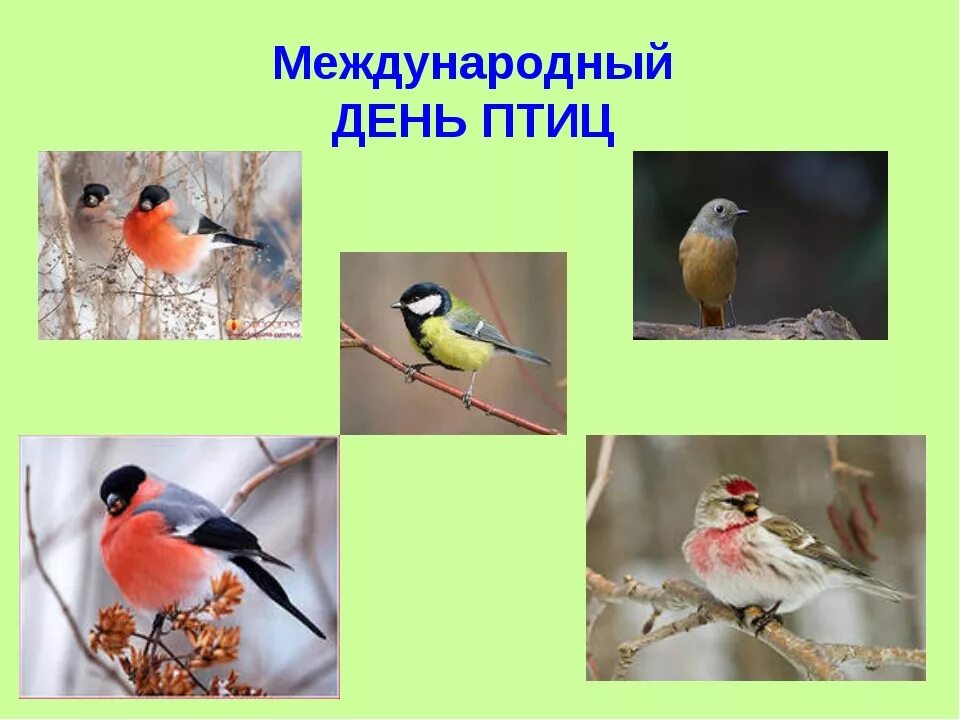 День птиц в детском саду презентация. Апрель день птиц. Междунаровныйденьптиц. Международный день птиц презентация. 1 Апреля день птиц презентация.