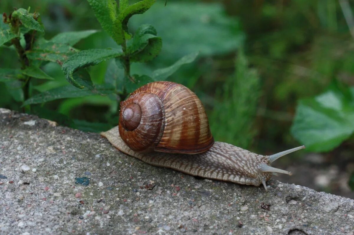 Улитка Priotrohatella stellata. Брюхоногие моллюски. Улитка ручейник аквариумная. Средиземноморская улитка. Фотография улитки