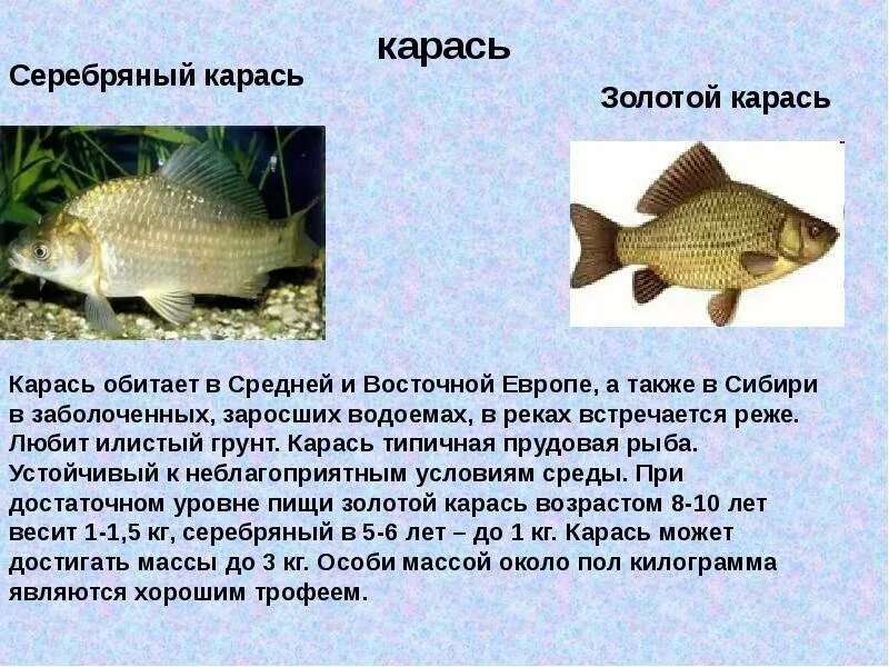 Карась среда обитания водная