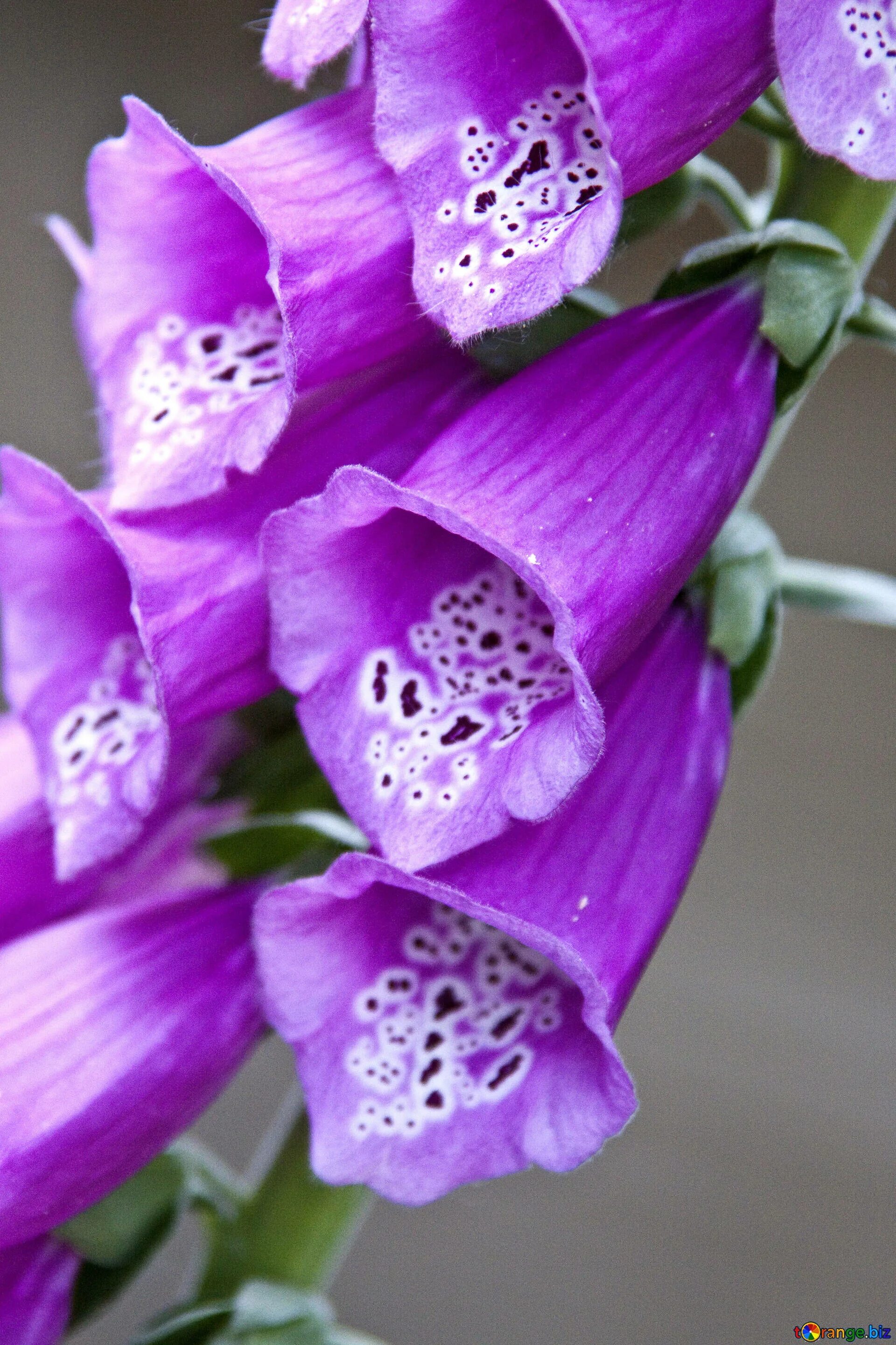 Породы фиолетовых цветов. Колокольчик наперстянка. Наперстянка колокольчики цветы. Сиреневые цветы. Фиолетовые цветы.