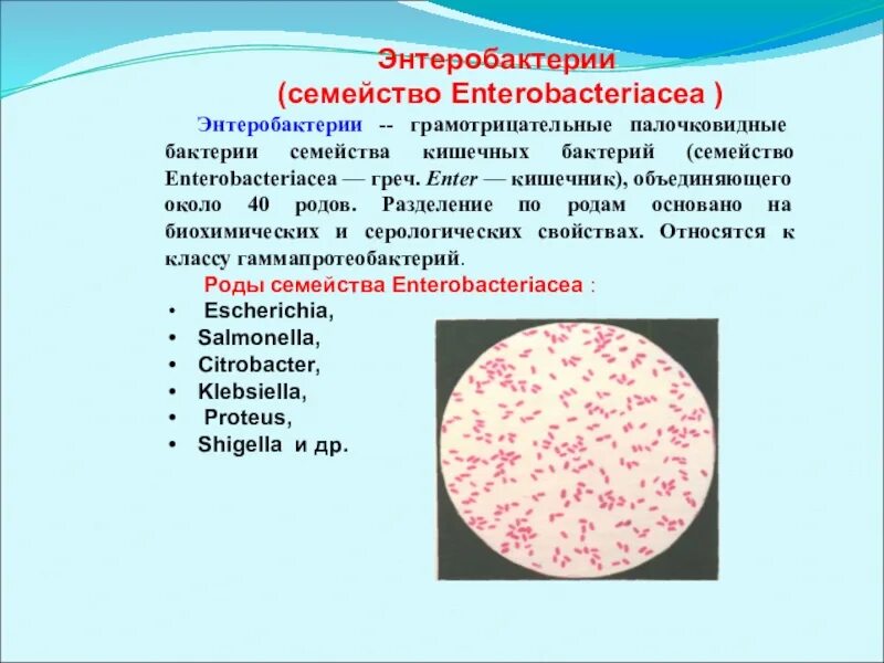 Какая бывает микробиология. Семейство кишечных бактерий микробиология. роды семейства кишечных бактерий. грамотрицательные палочки семейства энтеробактерий. общая характеристика семейства кишечных бактерий.