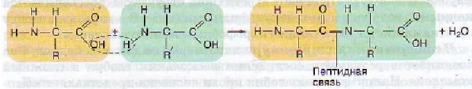 Схема образования пептидной связи белка. Схема образования пептида. Схема образование пептидной связи в биологии. Аминокислоты схема образования пептидной связи.
