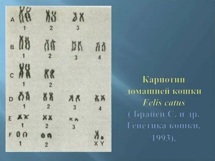 Молекулярный кариотип