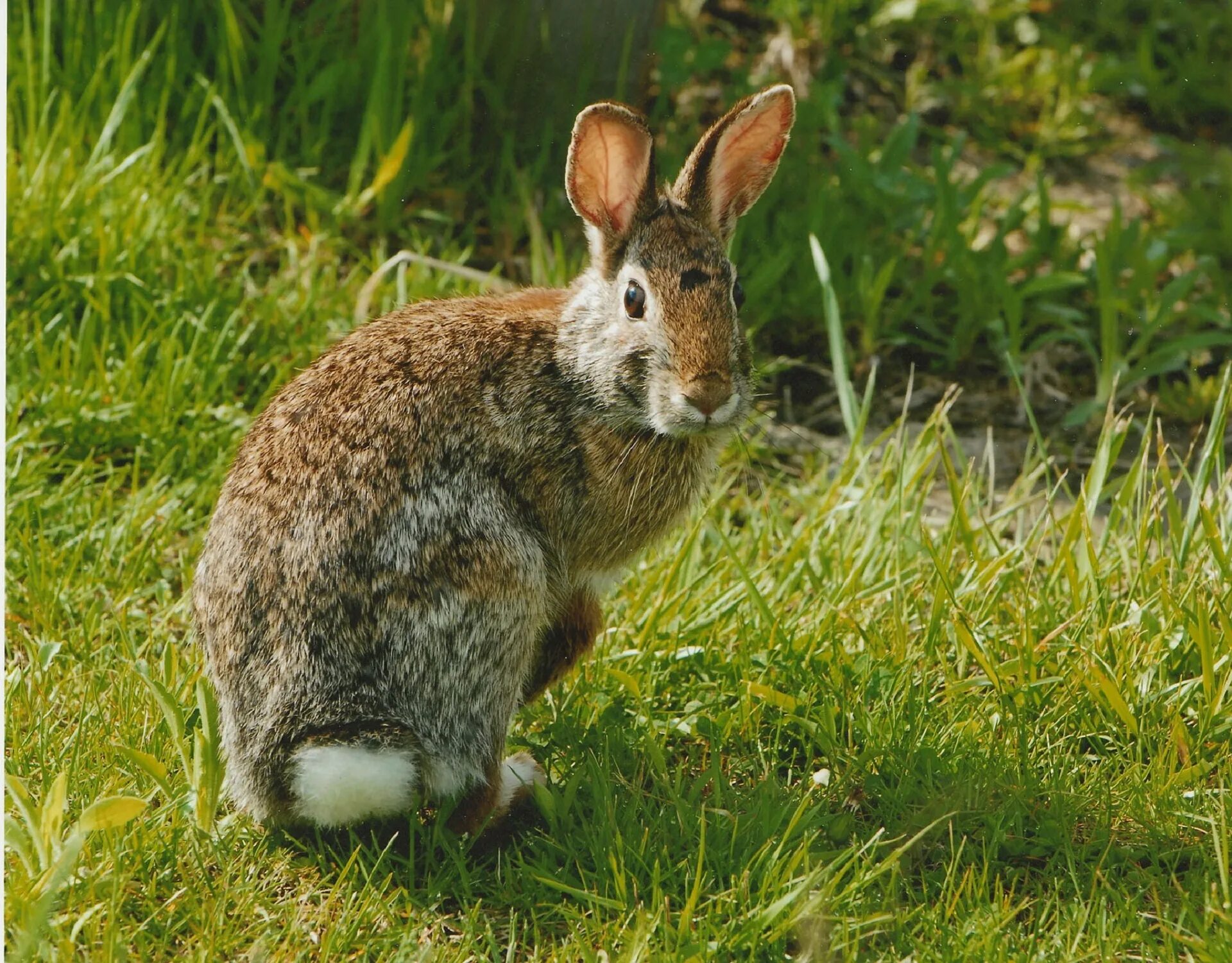 Кустарниковый кролик (Sylvilagus Brasiliensis). Рэббит заяц. Eastern Cottontail Rabbit. Дикий кролик фото. У зайца хвост короткий а уши