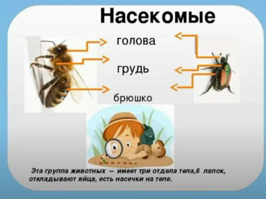 Насекомые имеют 3 отдела. Тело насекомых состоит из. Насекомые голова грудь брюшко. Тело насекомых состоит из отделов. Строение насекомых для дошкольников.