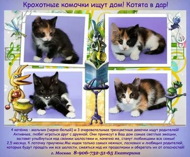 Как назвать кошку девочку красивым именем трехцветную
