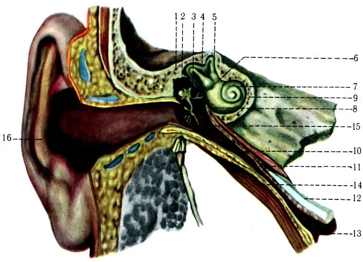 Ostium pharyngeum tubae auditivae. Organum vestibulocochleare. Преддверно улитковый орган. Paries medialis nasi.