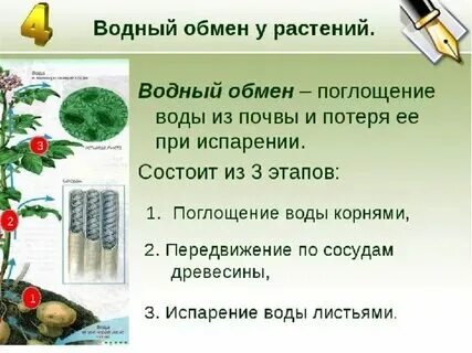 Сколько надо в растении