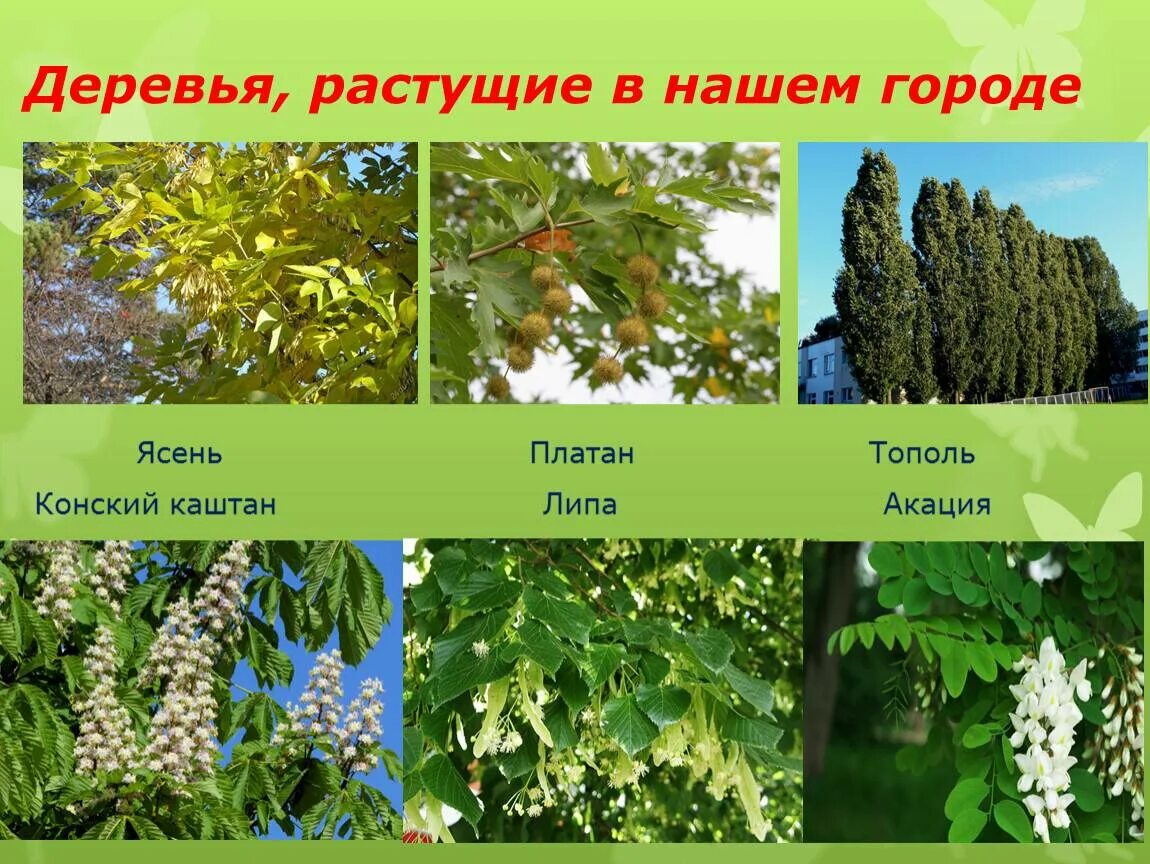 Какие есть деревья и кустарники. Лиственные деревья. лиственные кустарники названия. лиственные деревья названия. кустовые деревья названия.