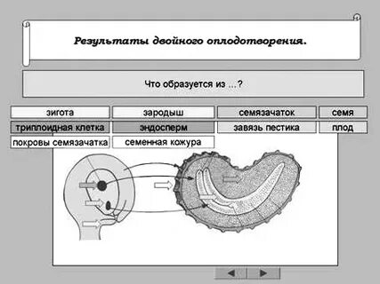 Какой процесс предшествует развитию плодов