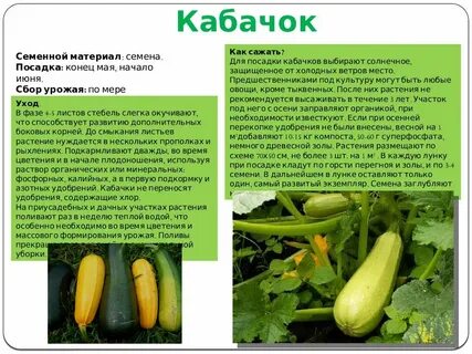 В какое время сажают кабачки