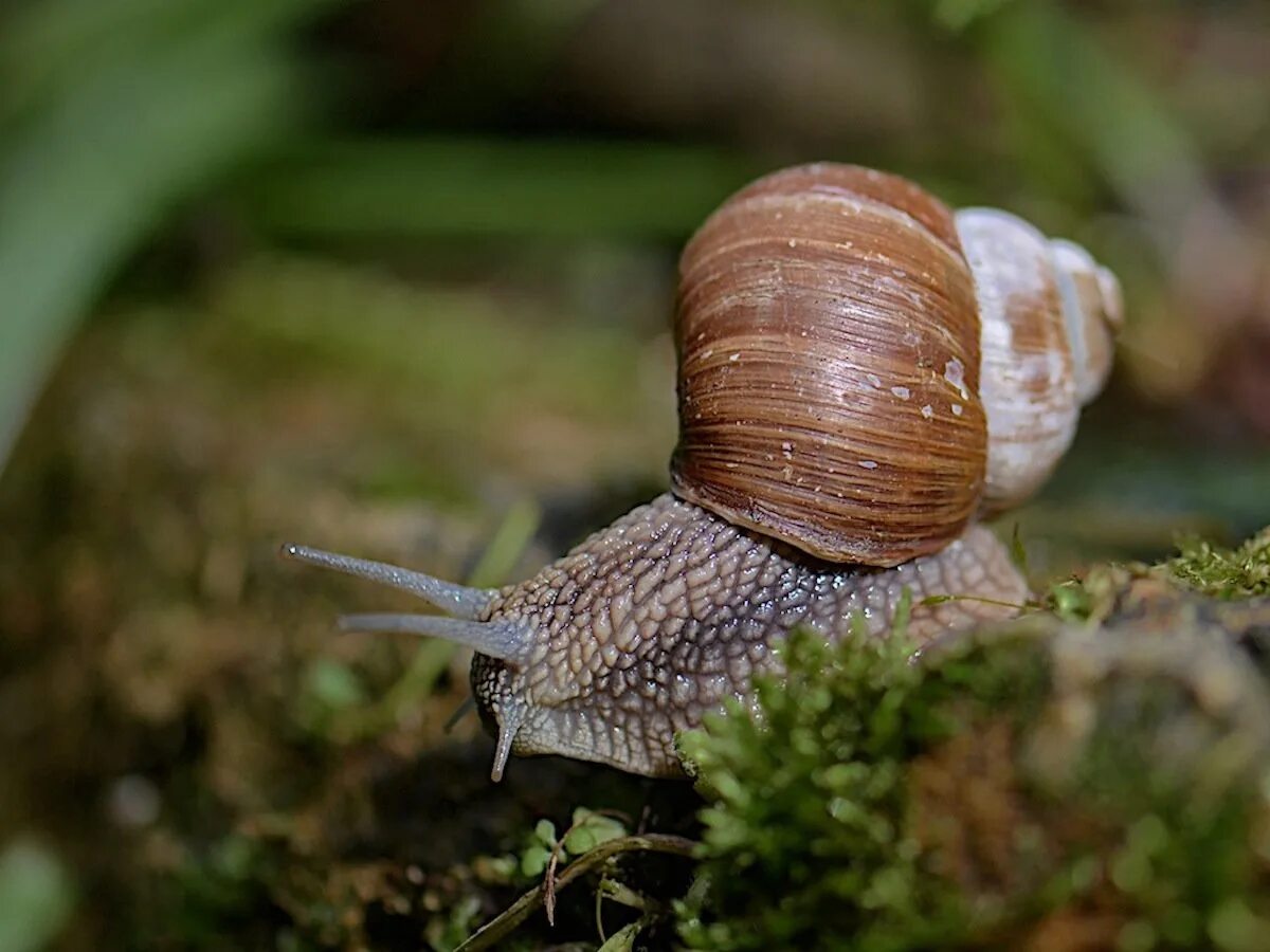 Улитки виноградные где. Брюхоногие моллюски Виноградная улитка. Helix pomatia Виноградная улитка. Садовая улитка брюхоногие моллюски. Садовая, улитка (Helix pomatia)..