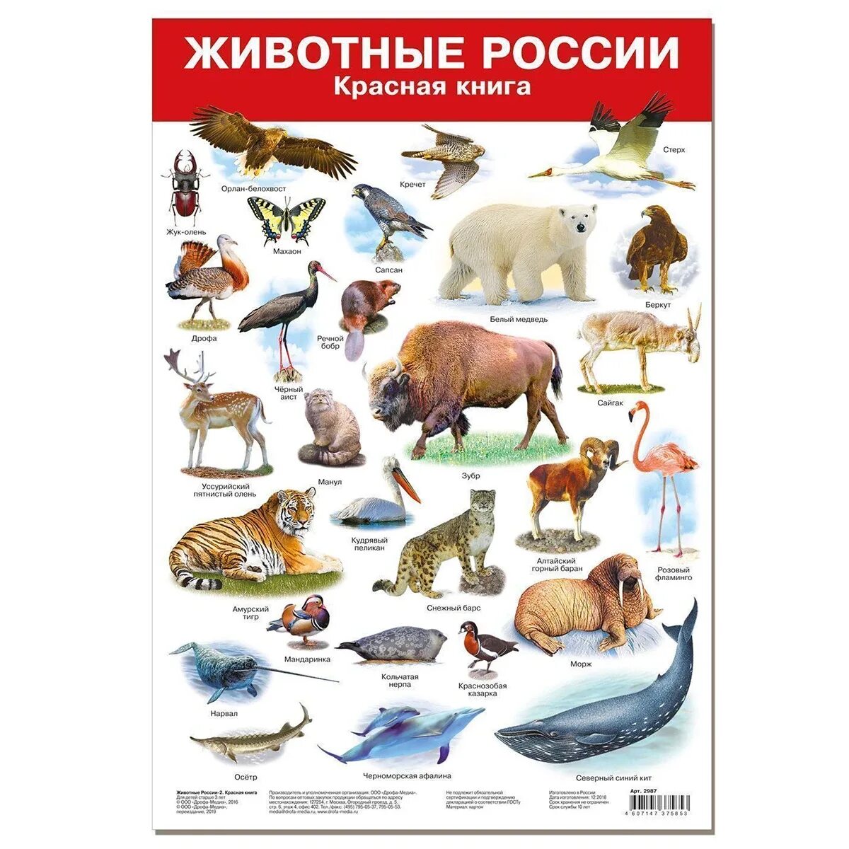 Что относится из животных красных книг. Животные красноцкниги. жывотныекра сной книги. красная книга россии. животные. красная книга россиии ж вотные.