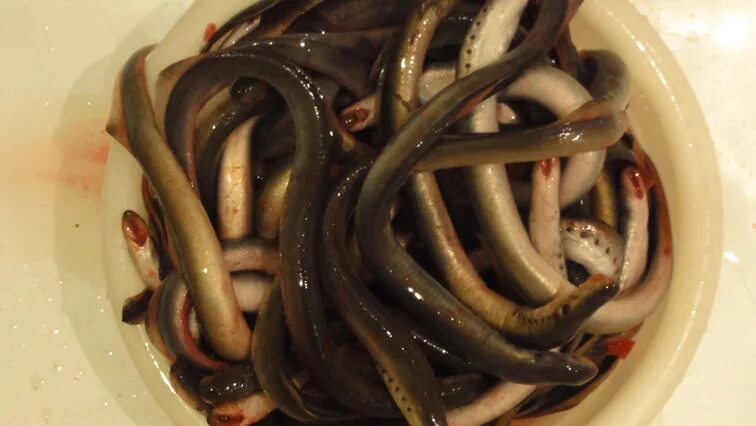 слизь покрывающая рыбу