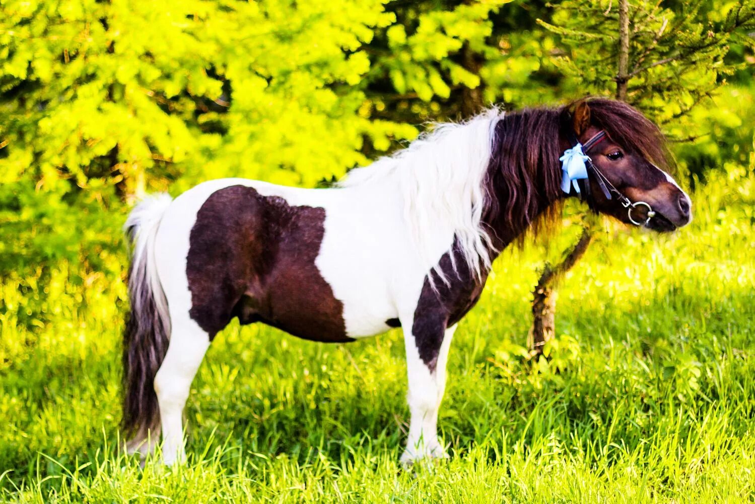 Вороно пегая масть лошади. Шетлендский пони Пегий. Шетлендский пони и лошадь. Вороно пегая лошадь. Фотографии pony
