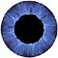 Файл iris png был выложен в интернете