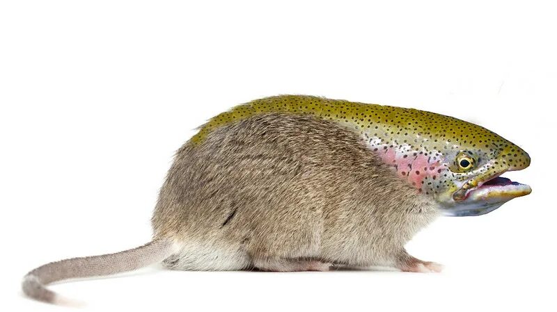 Человек крыса рыба. Ранние этапы развития зародышей позвоночных. Человек крыса рыба. Знаки зодиака грызунов. Морская крыса.