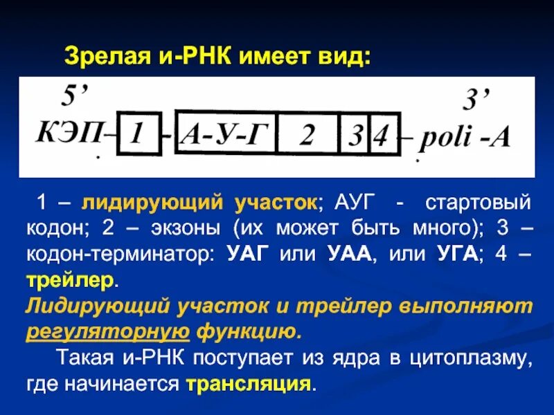 Зрелая информационная РНК. Структурная организация зрелой и-РНК.. Структурные элементы зрелой и-РНК. РНК имеет вид.