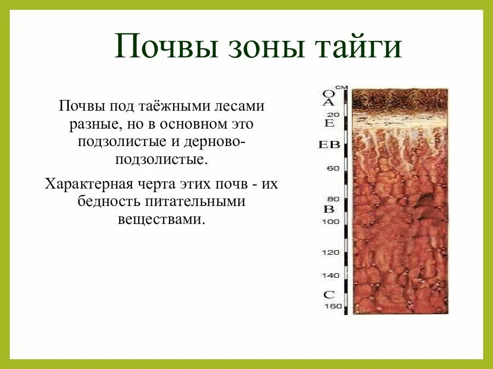 Какая почва в природной зоне тайга. Дерново-подзолистые почвы природная зона. Дерново-подзолистые почвы и подзолы таежно-Лесной зоны.. Таежная подзолистая почва природная зона. Подзолистые и дерново-подзолистые почвы тайги.