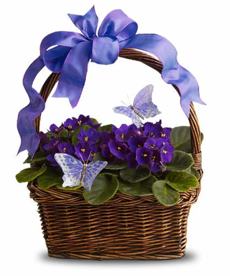 Композиция из фиалок. С днём рождения анютины глазки. С днем рождения фиалки. С днем рождения фиалки. С днем рождения открытки с цветами.