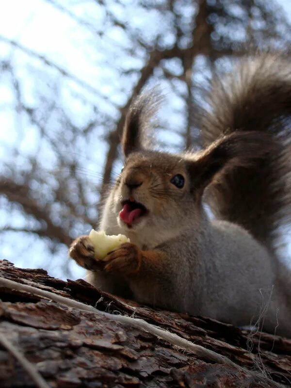 Белка машет лапкой. Белка высунула язык. Что ест белка. Мышиная белка. Белка с языком.