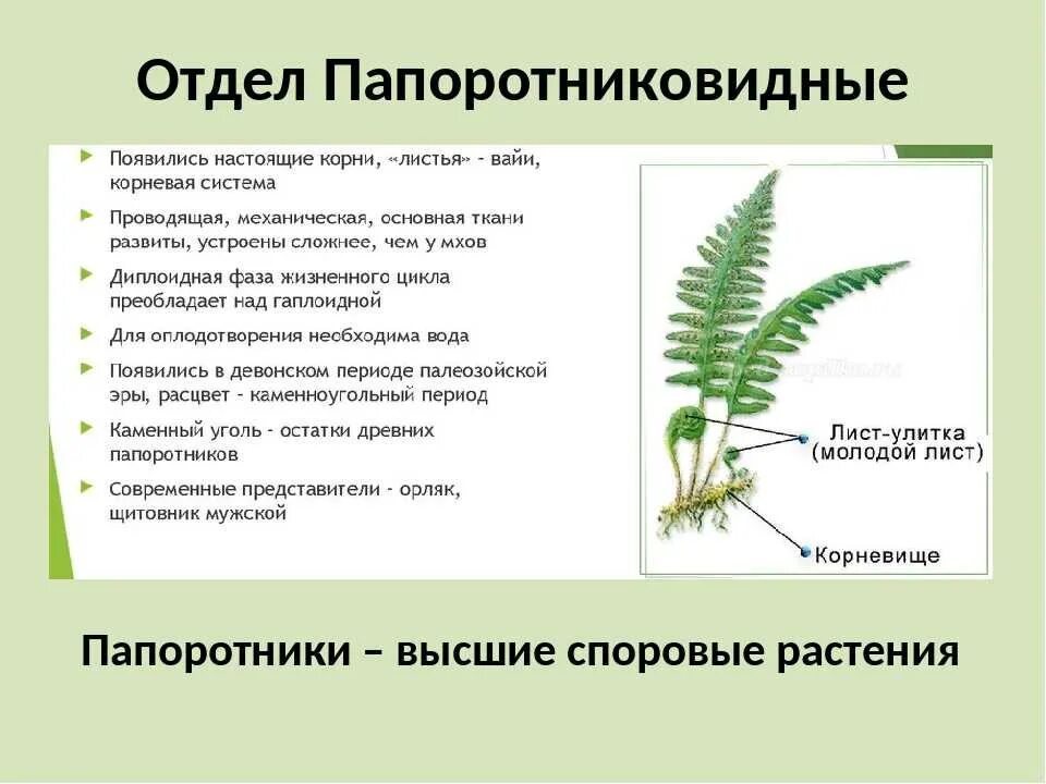 Приведите по три примера растений папоротники покрытосеменные. Папоротниковидные 5 класс биология. Папоротниковидные споровые растения. Высшие споровые растения папоротники. Папоротниковидные растения 7 класс.