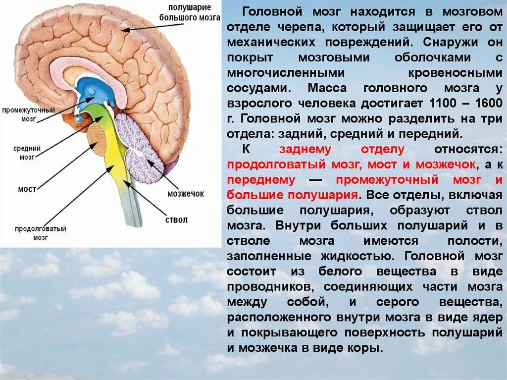 Какие отделы имеют полушария. Функции 5 отделов головного мозга человека. Строение головного мозга 1- продолговатый мозг. Мозжечок — ￼; мост — ￼; продолговатый мозг — ￼; промежуточный мозг —. Ствол мозга строение промежуточный мозг.