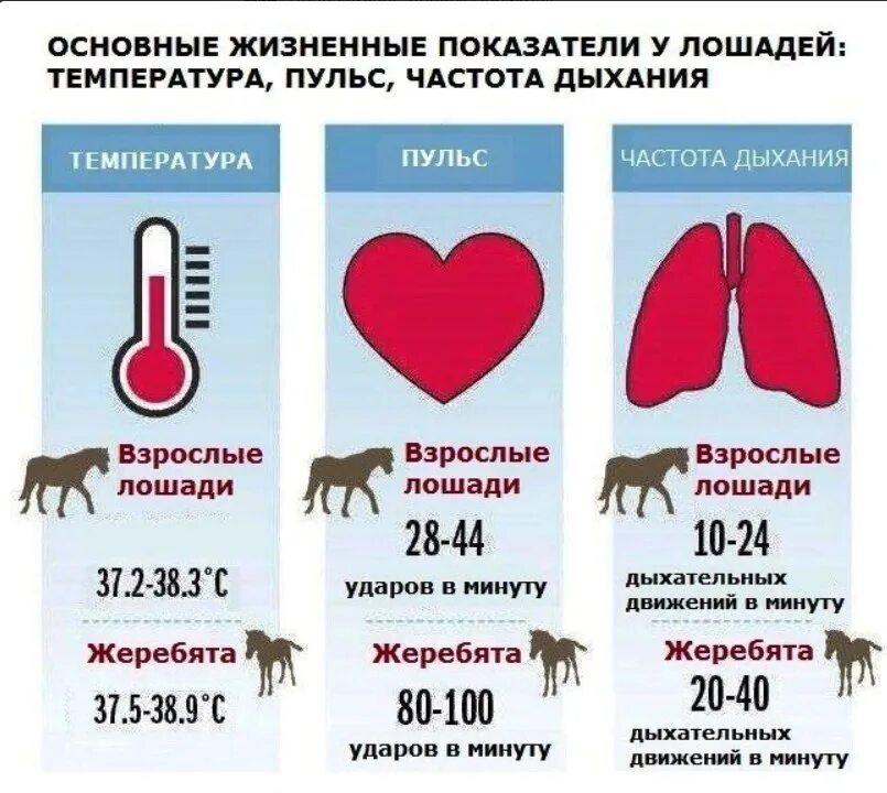 Температура лошади в норме. Частота сердечных сокращений у лошади. Нормальная температура у лошади. Температура тела лошади норма.