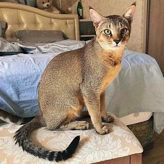 Кошка чаузи ф1