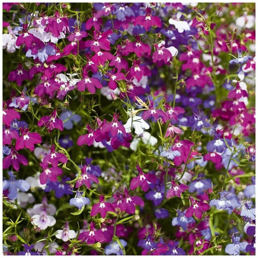 лобелия ампельная рассада. лобелия регата сапфир. лобелия серпантин. лобелия эринус королевский дворец. лобелия ампельная регата блю скай.