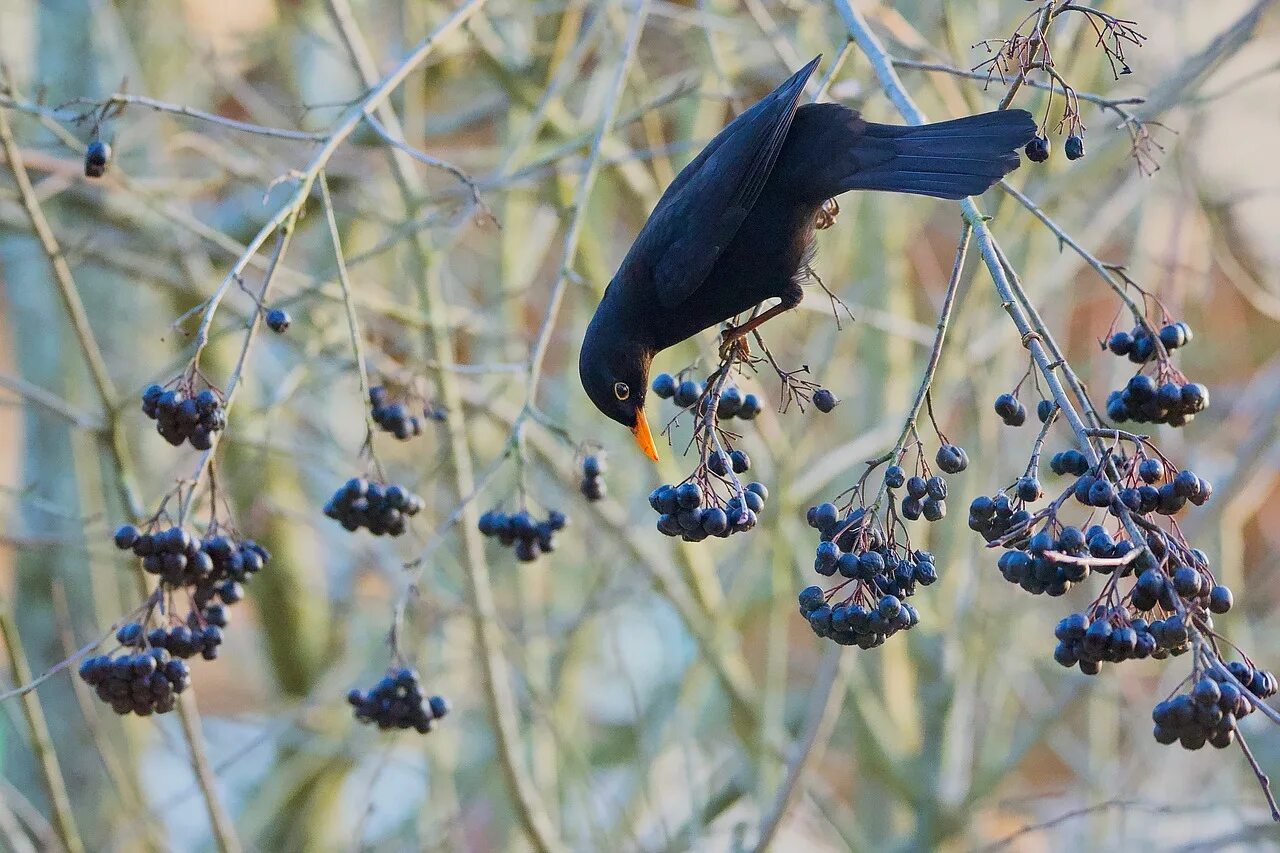 Плоды распространяемые птицами. 18. Арония черноплодная. Дрозд ест черноплодную рябину. Ягоды на ветке. Птицы питающиеся ягодами.