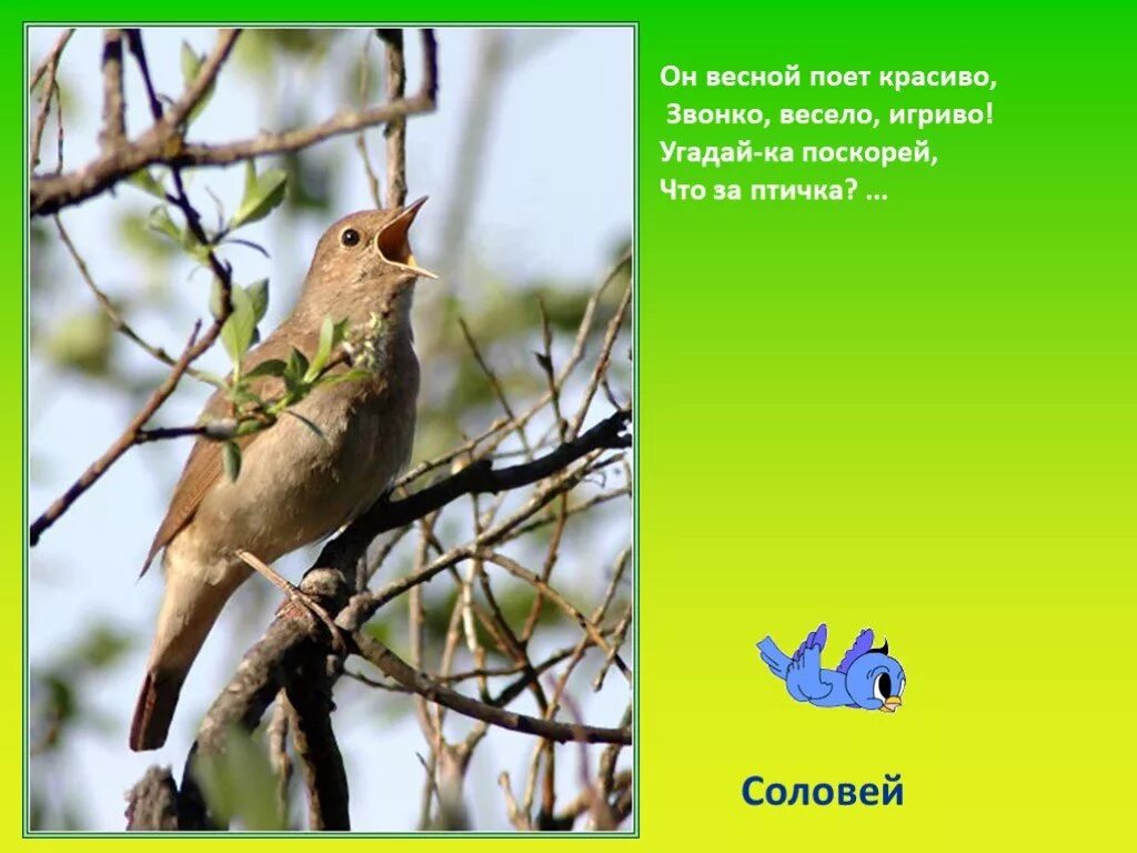 Какие птицы поют ночью в городе. Весенние птицы поют. соловей поет. соловей весной. соловей птица.