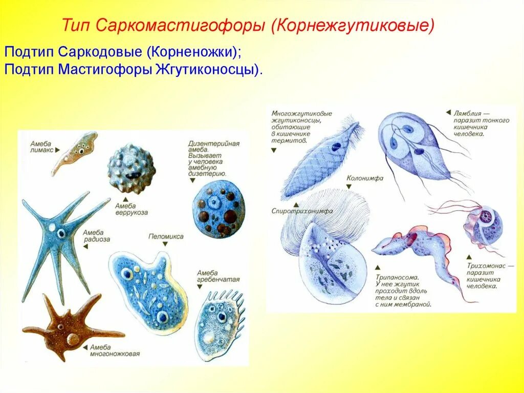 Саркодовые животные. Представители подтипа Саркодовые (Sarcodina). Представители Тип Саркодовые класс жгутиковые. Тип Саркомастигофоры класс корненожки (Саркодовые). Простейшие систематика Саркодовые.