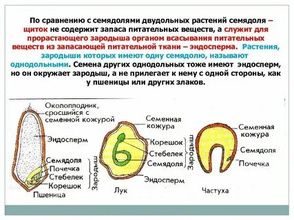 Зародыш с запасом питательных